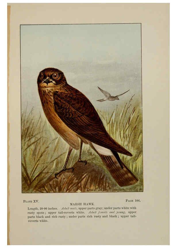 Reproducción/Reproduction 5978293212: Bird-life : a guide to the study of our common birds New York :Appleton,1900