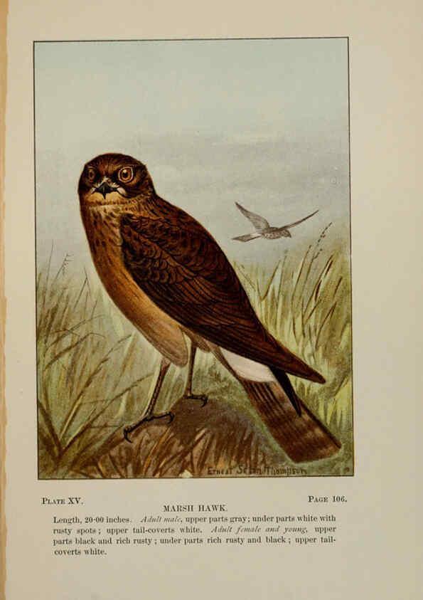 Reproducción/Reproduction 5978293212: Bird-life : a guide to the study of our common birds New York :Appleton,1900