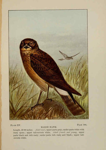 Reproducción/Reproduction 5978293212: Bird-life : a guide to the study of our common birds New York :Appleton,1900