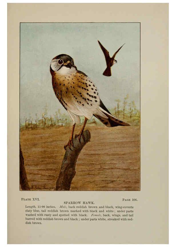 Reproducción/Reproduction 5977733153: Bird-life : a guide to the study of our common birds New York :Appleton,1900