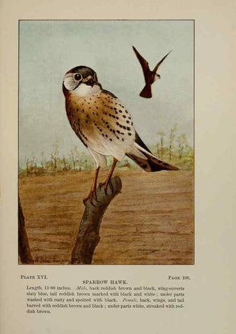 Reproducción/Reproduction 5977733153: Bird-life : a guide to the study of our common birds New York :Appleton,1900
