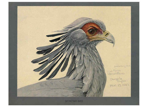 Reproducción/Reproduction 5977663881: Album of Abyssinian birds and mammals Chicago :Field Museum of Natural History,1930