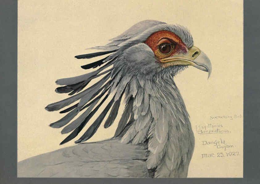 Reproducción/Reproduction 5977663881: Album of Abyssinian birds and mammals Chicago :Field Museum of Natural History,1930