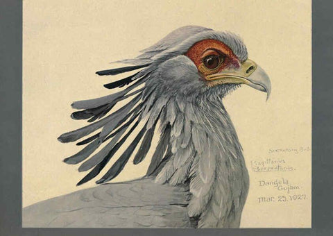 Reproducción/Reproduction 5977663881: Album of Abyssinian birds and mammals Chicago :Field Museum of Natural History,1930