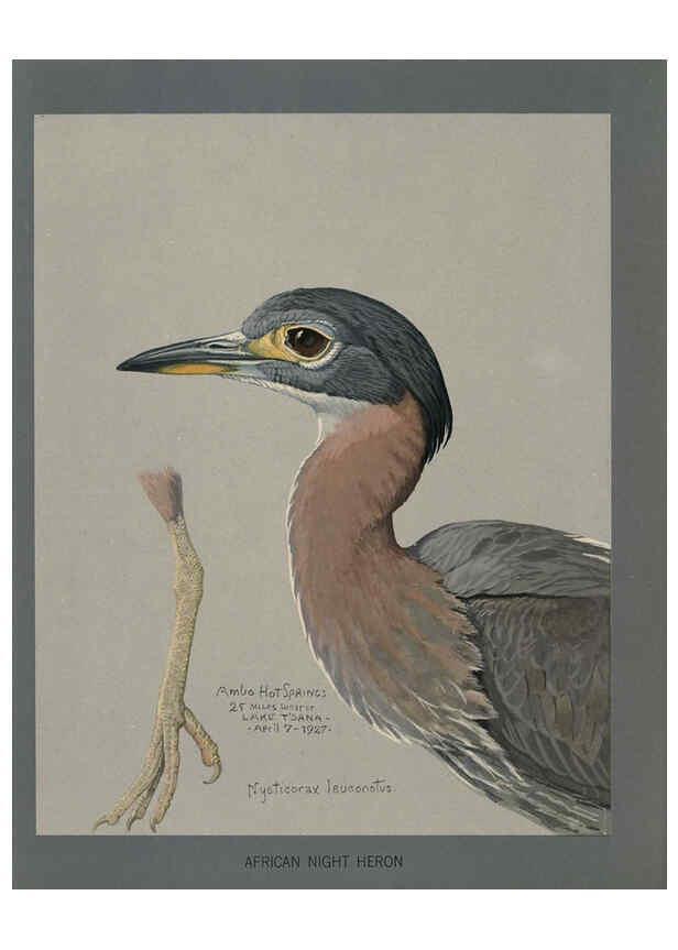 Reproducción/Reproduction 5978218430: Album of Abyssinian birds and mammals Chicago :Field Museum of Natural History,1930