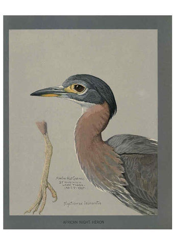 Reproducción/Reproduction 5978218430: Album of Abyssinian birds and mammals Chicago :Field Museum of Natural History,1930
