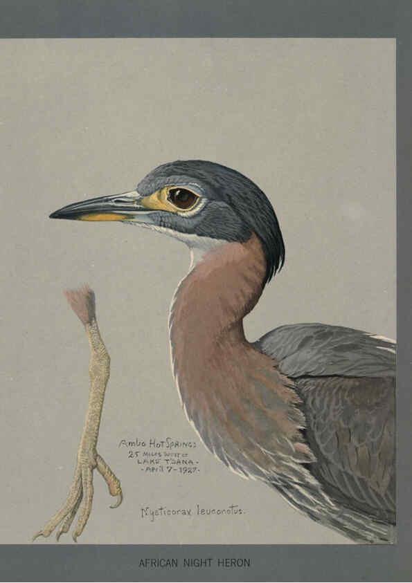 Reproducción/Reproduction 5978218430: Album of Abyssinian birds and mammals Chicago :Field Museum of Natural History,1930