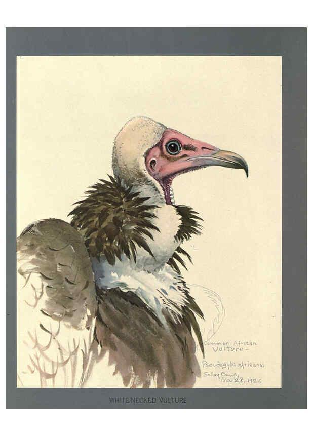 Reproducción/Reproduction 5978224104: Album of Abyssinian birds and mammals Chicago :Field Museum of Natural History,1930