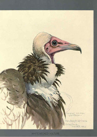 Reproducción/Reproduction 5978224104: Album of Abyssinian birds and mammals Chicago :Field Museum of Natural History,1930