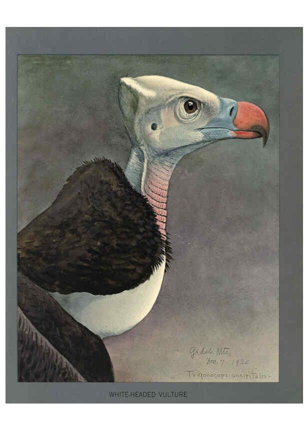 Reproducción/Reproduction 5977663157: Album of Abyssinian birds and mammals Chicago :Field Museum of Natural History,1930