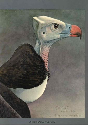 Reproducción/Reproduction 5977663157: Album of Abyssinian birds and mammals Chicago :Field Museum of Natural History,1930