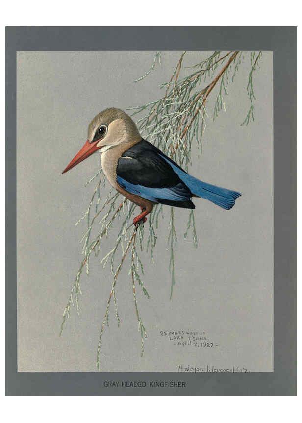 Reproducción/Reproduction 5977658333: Album of Abyssinian birds and mammals Chicago :Field Museum of Natural History,1930