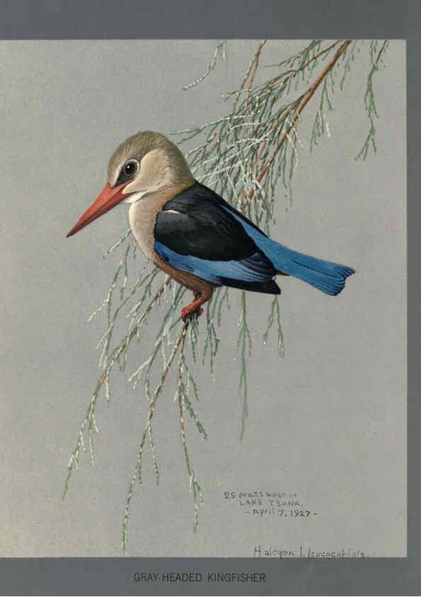 Reproducción/Reproduction 5977658333: Album of Abyssinian birds and mammals Chicago :Field Museum of Natural History,1930