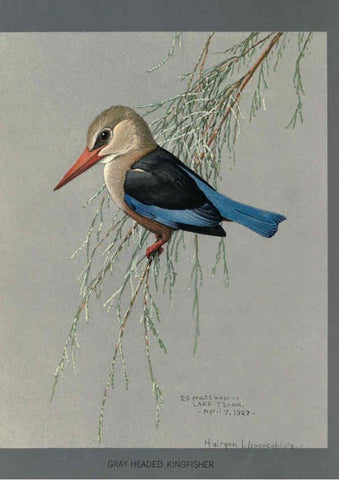 Reproducción/Reproduction 5977658333: Album of Abyssinian birds and mammals Chicago :Field Museum of Natural History,1930
