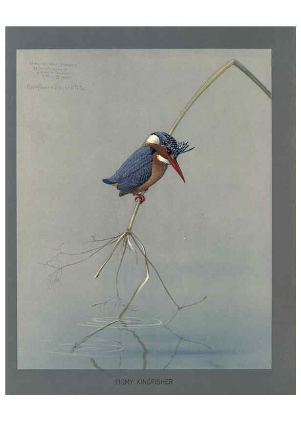 Reproducción/Reproduction 5978219054: Album of Abyssinian birds and mammals Chicago :Field Museum of Natural History,1930