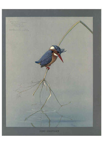 Reproducción/Reproduction 5978219054: Album of Abyssinian birds and mammals Chicago :Field Museum of Natural History,1930