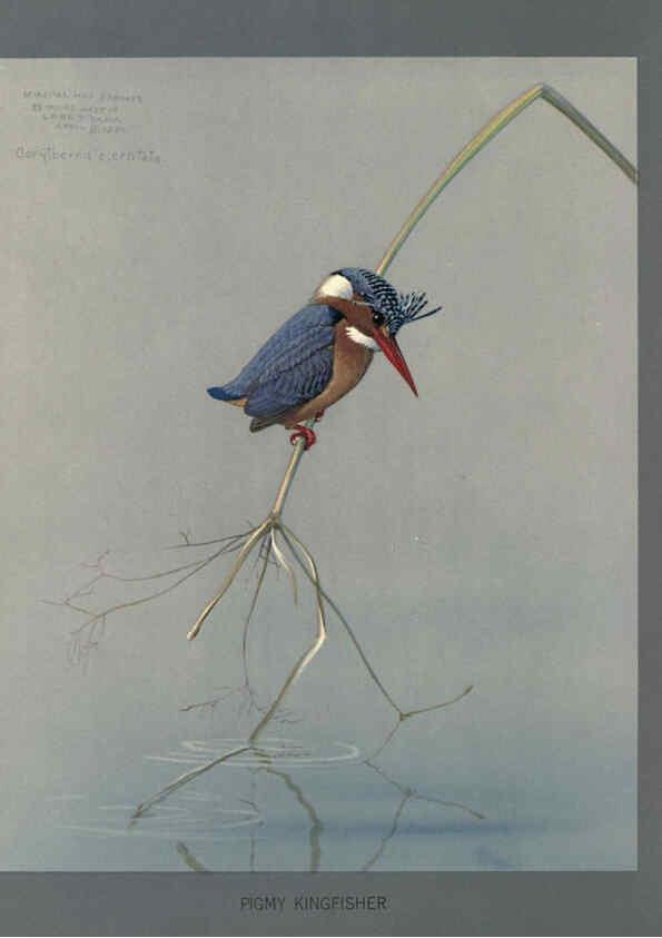 Reproducción/Reproduction 5978219054: Album of Abyssinian birds and mammals Chicago :Field Museum of Natural History,1930