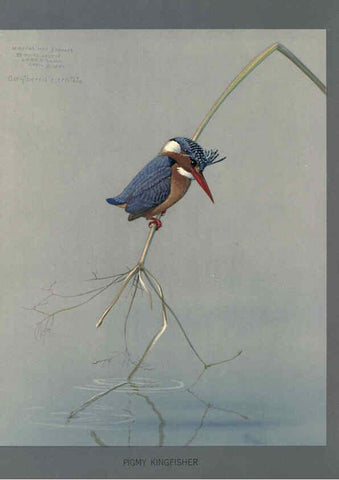 Reproducción/Reproduction 5978219054: Album of Abyssinian birds and mammals Chicago :Field Museum of Natural History,1930