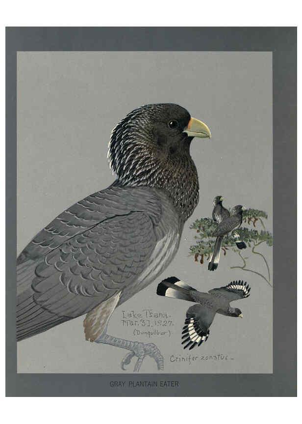 Reproducción/Reproduction 5978219324: Album of Abyssinian birds and mammals Chicago :Field Museum of Natural History,1930