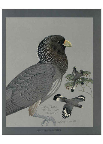 Reproducción/Reproduction 5978219324: Album of Abyssinian birds and mammals Chicago :Field Museum of Natural History,1930