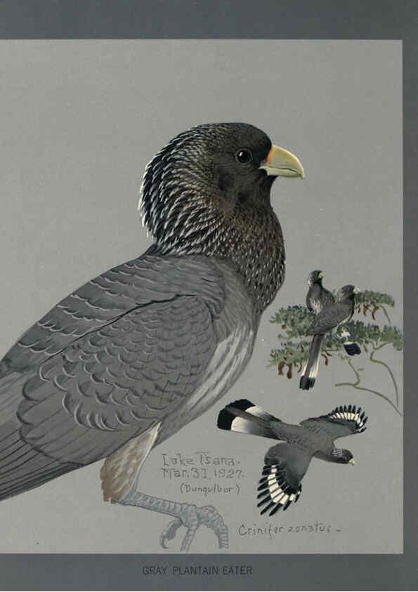 Reproducción/Reproduction 5978219324: Album of Abyssinian birds and mammals Chicago :Field Museum of Natural History,1930