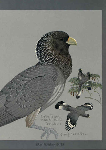 Reproducción/Reproduction 5978219324: Album of Abyssinian birds and mammals Chicago :Field Museum of Natural History,1930