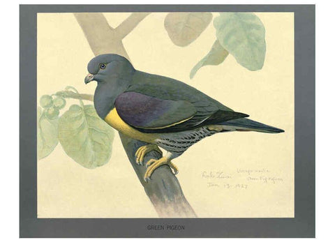 Reproducción/Reproduction 5977659169: Album of Abyssinian birds and mammals Chicago :Field Museum of Natural History,1930