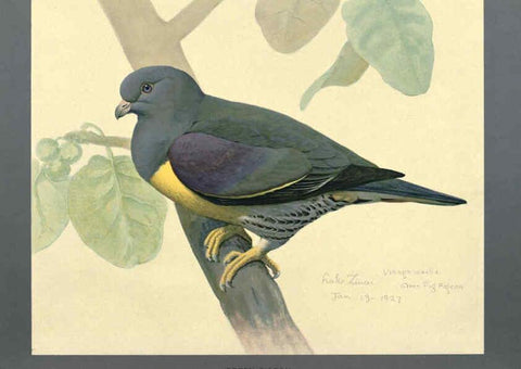 Reproducción/Reproduction 5977659169: Album of Abyssinian birds and mammals Chicago :Field Museum of Natural History,1930