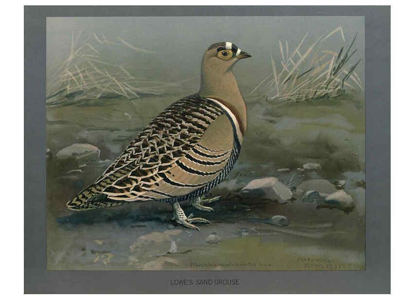 Reproducción/Reproduction 5978219812: Album of Abyssinian birds and mammals Chicago :Field Museum of Natural History,1930
