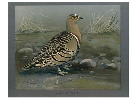Reproducción/Reproduction 5978219812: Album of Abyssinian birds and mammals Chicago :Field Museum of Natural History,1930