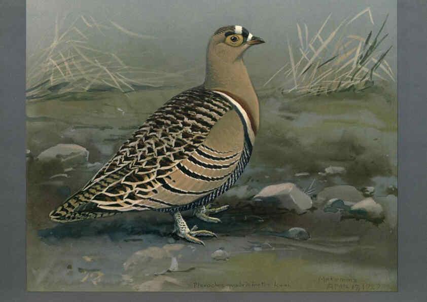 Reproducción/Reproduction 5978219812: Album of Abyssinian birds and mammals Chicago :Field Museum of Natural History,1930