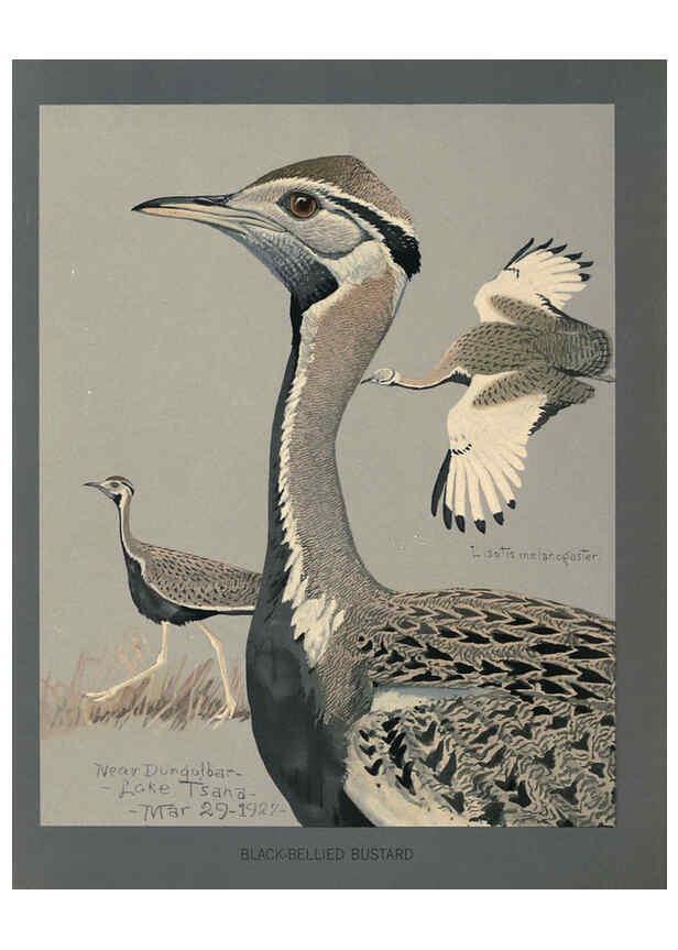 Reproducción/Reproduction 5978220114: Album of Abyssinian birds and mammals Chicago :Field Museum of Natural History,1930