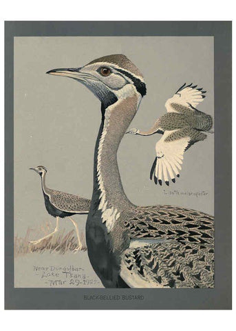 Reproducción/Reproduction 5978220114: Album of Abyssinian birds and mammals Chicago :Field Museum of Natural History,1930