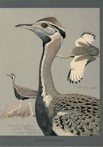 Reproducción/Reproduction 5978220114: Album of Abyssinian birds and mammals Chicago :Field Museum of Natural History,1930