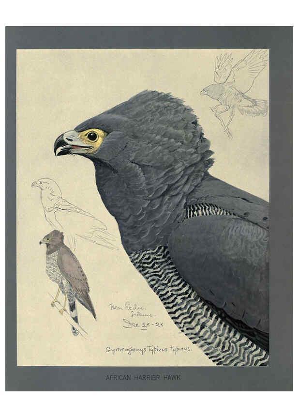 Reproducción/Reproduction 5977659979: Album of Abyssinian birds and mammals Chicago :Field Museum of Natural History,1930