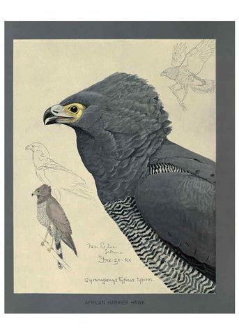 Reproducción/Reproduction 5977659979: Album of Abyssinian birds and mammals Chicago :Field Museum of Natural History,1930