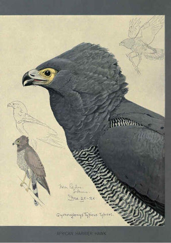 Reproducción/Reproduction 5977659979: Album of Abyssinian birds and mammals Chicago :Field Museum of Natural History,1930