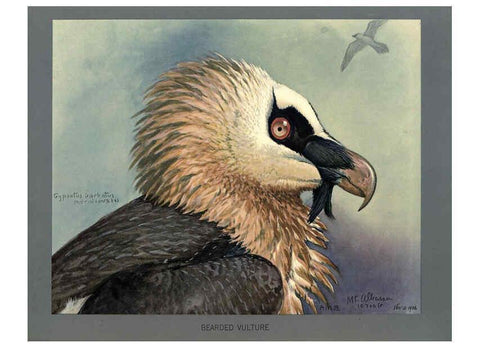 Reproducción/Reproduction 5977660401: Album of Abyssinian birds and mammals Chicago :Field Museum of Natural History,1930