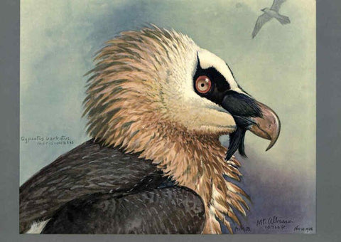 Reproducción/Reproduction 5977660401: Album of Abyssinian birds and mammals Chicago :Field Museum of Natural History,1930