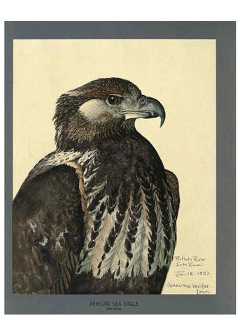Reproducción/Reproduction 5977660737: Album of Abyssinian birds and mammals Chicago :Field Museum of Natural History,1930