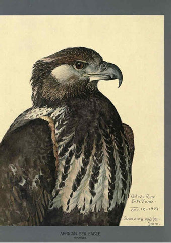 Reproducción/Reproduction 5977660737: Album of Abyssinian birds and mammals Chicago :Field Museum of Natural History,1930