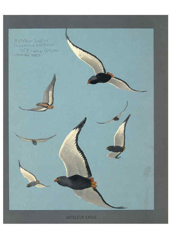 Reproducción/Reproduction 5978221646: Album of Abyssinian birds and mammals Chicago :Field Museum of Natural History,1930