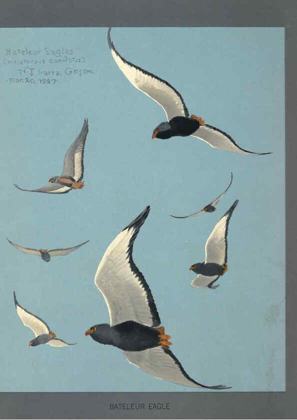 Reproducción/Reproduction 5978221646: Album of Abyssinian birds and mammals Chicago :Field Museum of Natural History,1930