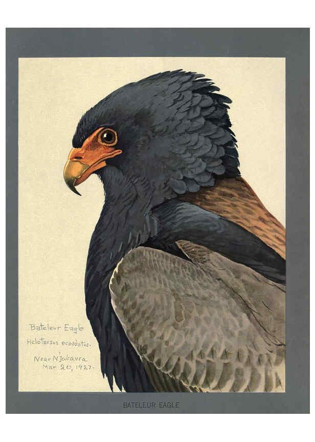 Reproducción/Reproduction 5978221874: Album of Abyssinian birds and mammals Chicago :Field Museum of Natural History,1930