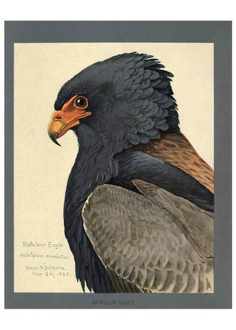 Reproducción/Reproduction 5978221874: Album of Abyssinian birds and mammals Chicago :Field Museum of Natural History,1930