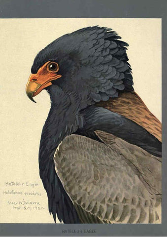 Reproducción/Reproduction 5978221874: Album of Abyssinian birds and mammals Chicago :Field Museum of Natural History,1930