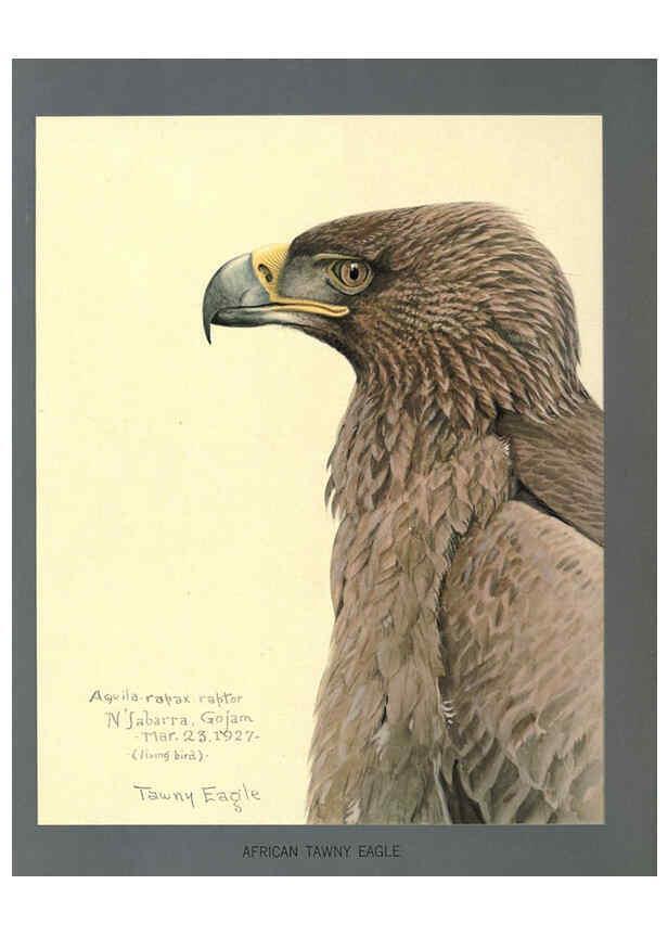 Reproducción/Reproduction 5977661747: Album of Abyssinian birds and mammals Chicago :Field Museum of Natural History,1930