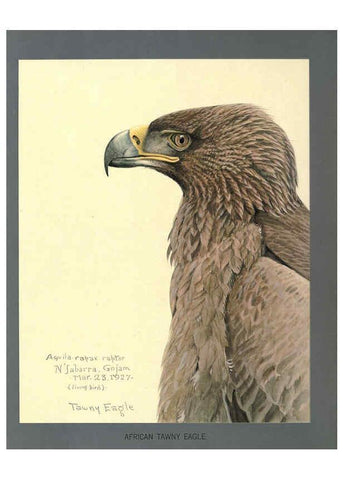 Reproducción/Reproduction 5977661747: Album of Abyssinian birds and mammals Chicago :Field Museum of Natural History,1930