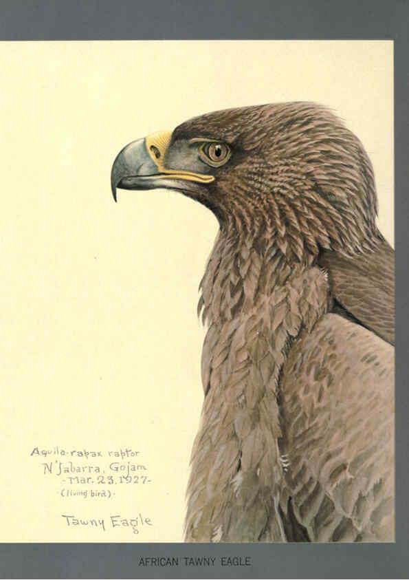 Reproducción/Reproduction 5977661747: Album of Abyssinian birds and mammals Chicago :Field Museum of Natural History,1930