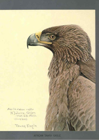 Reproducción/Reproduction 5977661747: Album of Abyssinian birds and mammals Chicago :Field Museum of Natural History,1930